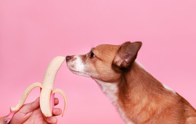 棕色和白色短涂层狗在白色和粉色充气环